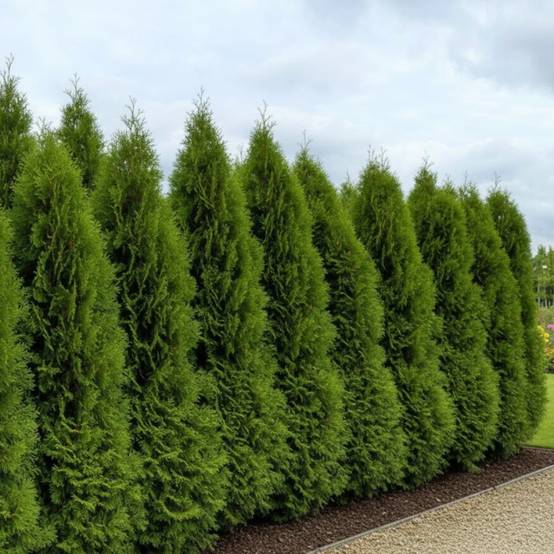Cyprès de Leyland, Cupressocyparis leylandii - Pot de 4L - 40/60 cm - Image 3
