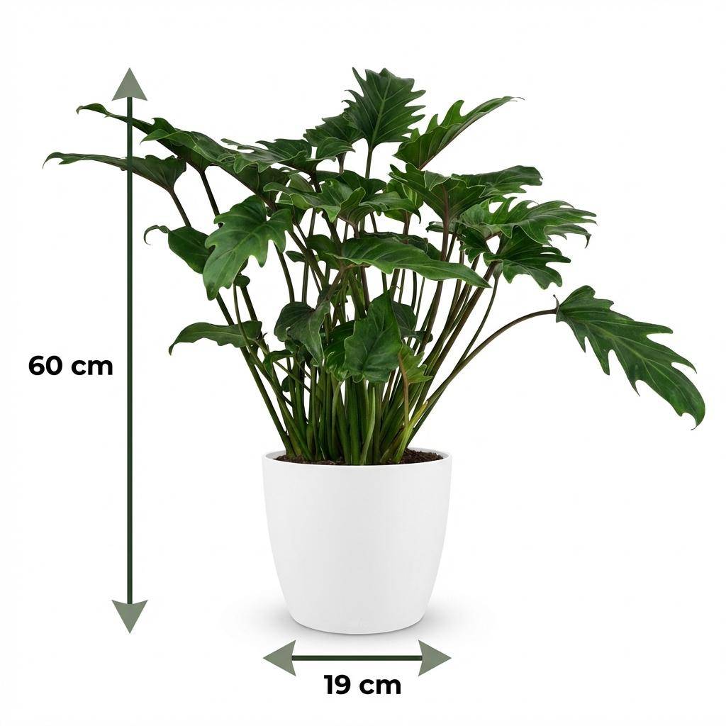 Philodendron Xanadu - Pot de 19cm - Hauteur 60cm - Blanc - Plantes d'intérieur - Image 5