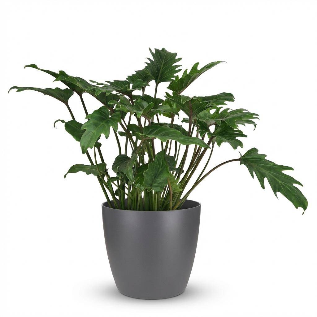 Philodendron Xanadu - Pot de 19cm - Hauteur 60cm - Blanc - Plantes d'intérieur - Image 9