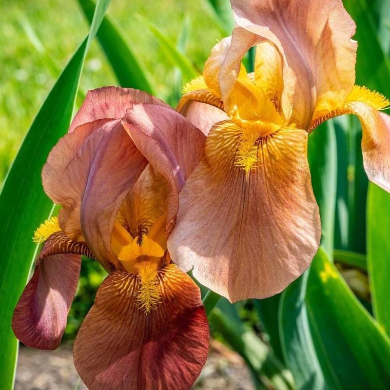 Iris des jardins Natchez Trace à fleurs Orange/Rouge - feuillage Caduc - Godet - 5/20 cm - Imagen 1