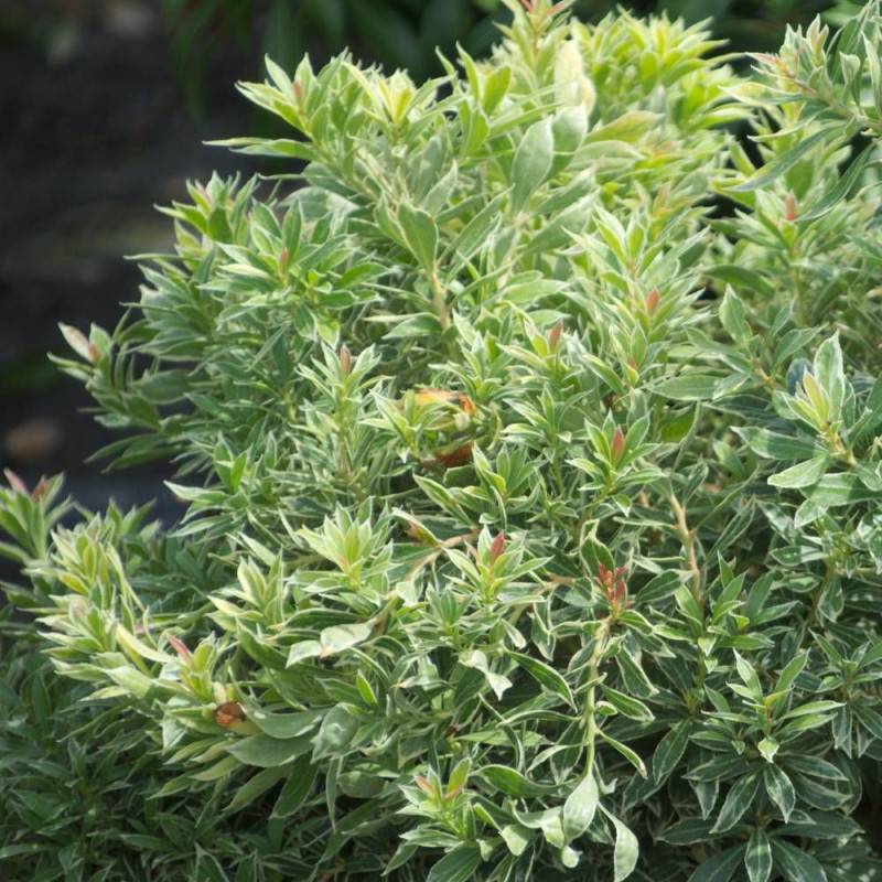 Andromède du Japon Little Heath, Pieris à fleurs Blanche/ - feuillage Persistant - Pot de 3L - 20/40 cm - Imagen 1