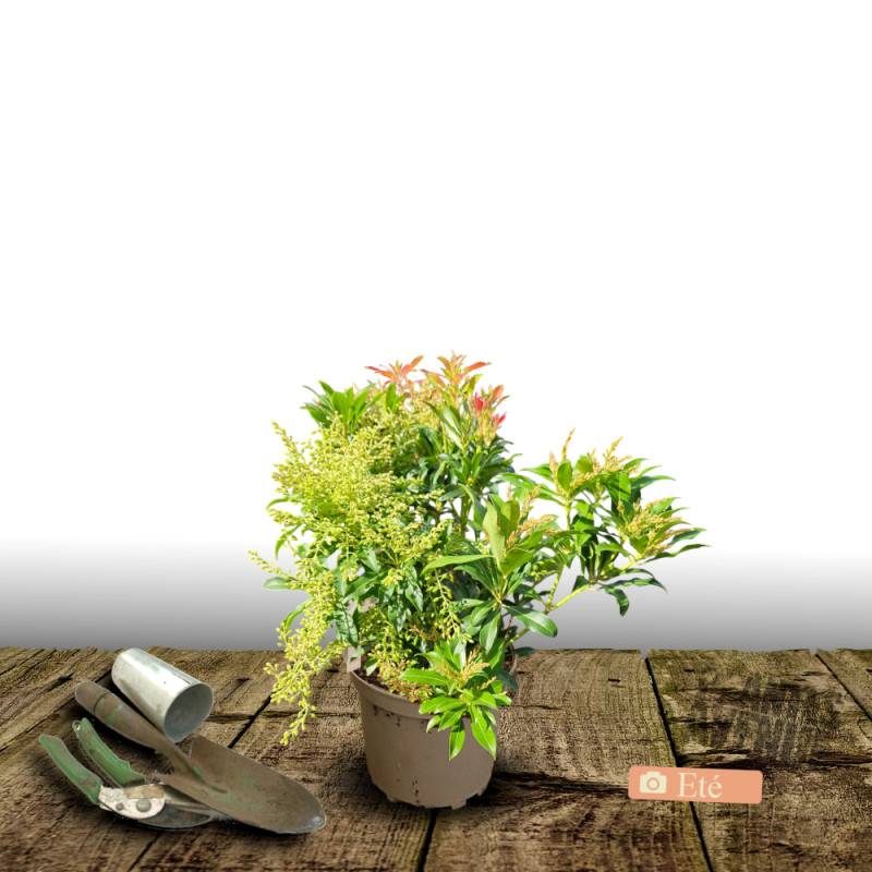 Andromède du Japon Little Heath, Pieris à fleurs Blanche/ - feuillage Persistant - Pot de 3L - 20/40 cm - Imagen 3