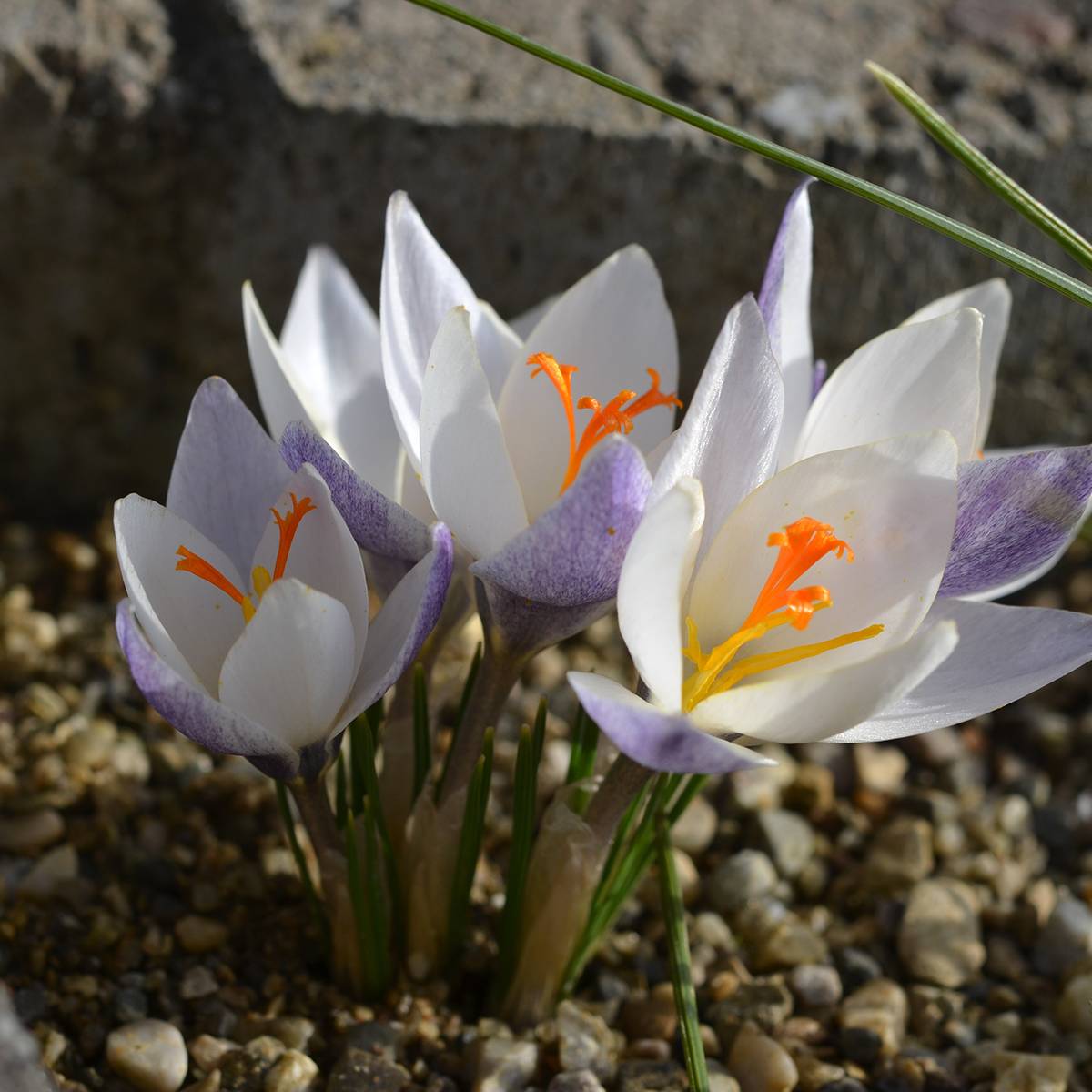 Promesse de Fleurs - Crocus botanique Fairy Bulbe calibre 5+ (par 5)