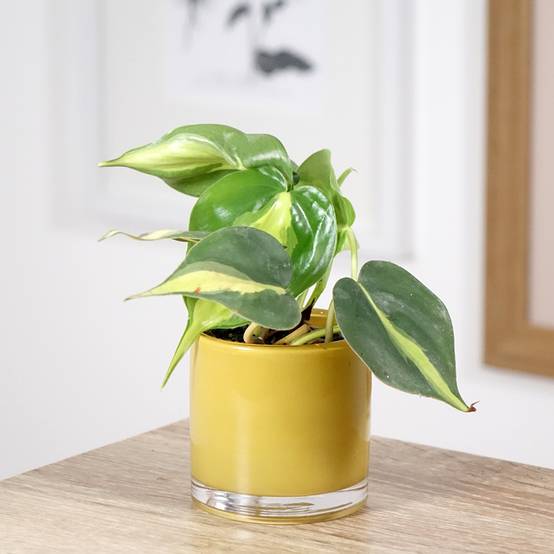 Promesse de Fleurs - Philodendron Brasil Mini-plante