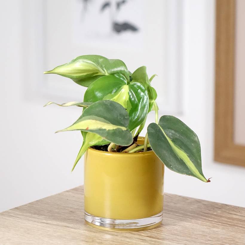 Promesse de Fleurs - Philodendron Brasil Mini-plante