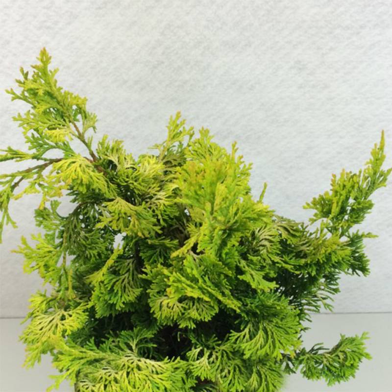 Chamaecyparis obtusa Aurea - Faux cyprès hinoki du Japon                      Pot de 12L/15L, Tige, Tige de 60 cm - Image 1