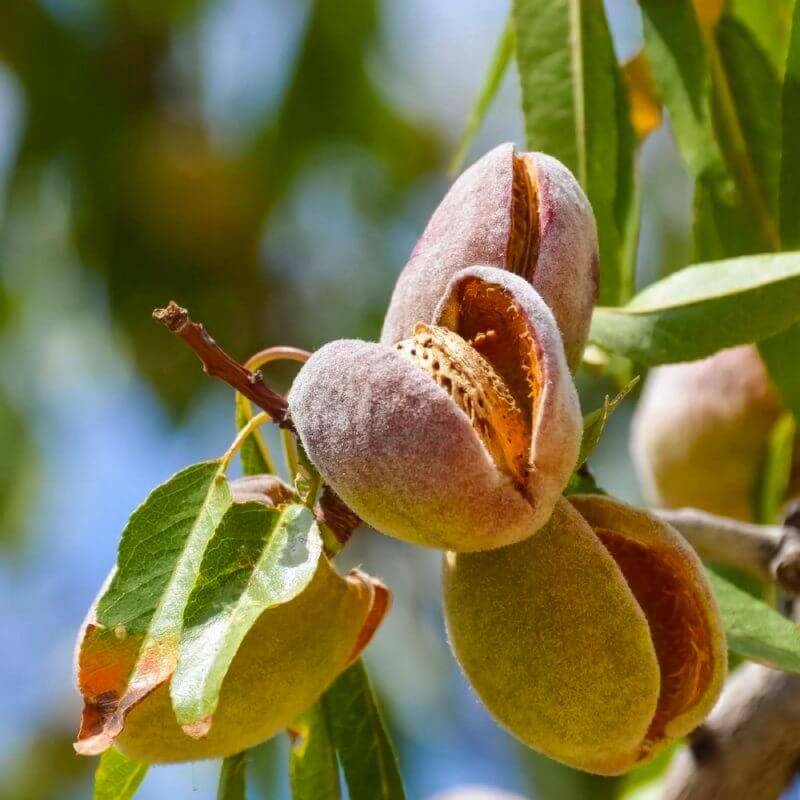 Amandier 'Princesse' (Prunus dulcis 'Princesse') - Scion de 80 à 100cm - Pépinières Naudet - Imagen 1