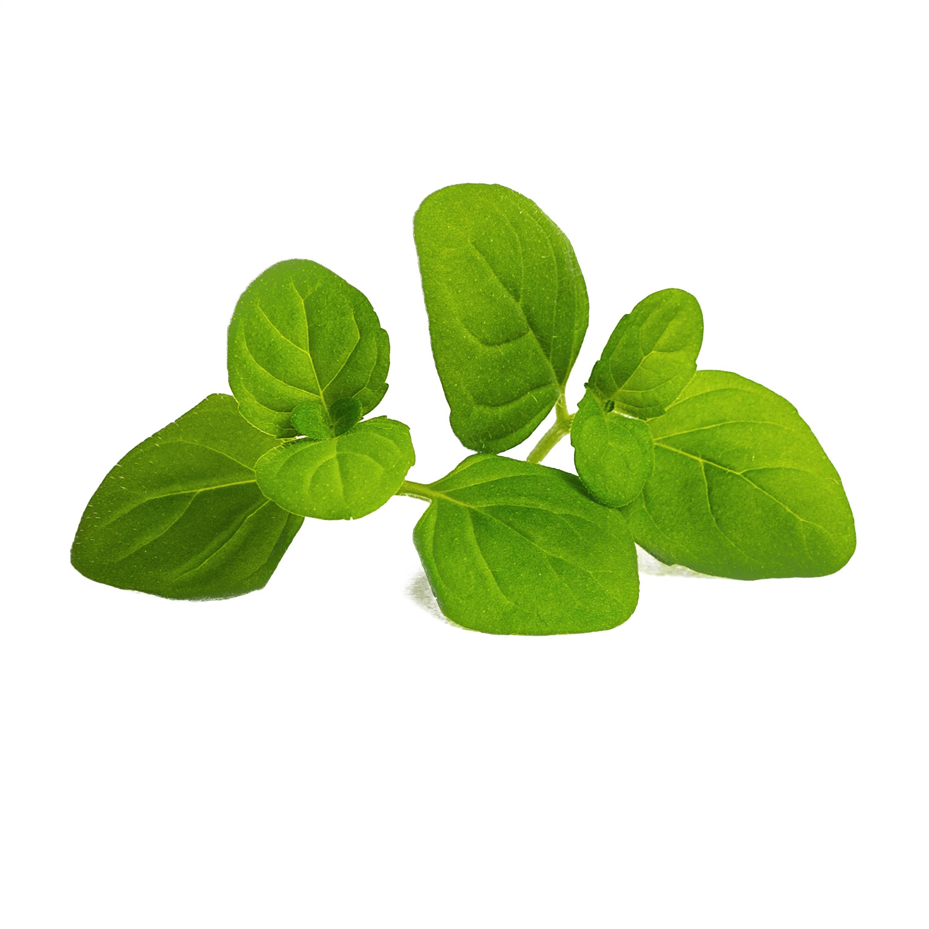 Veritable - Lingot Menthe glaciale BIO - Recharge prête à l'emploi - Véritable - Imagen 2