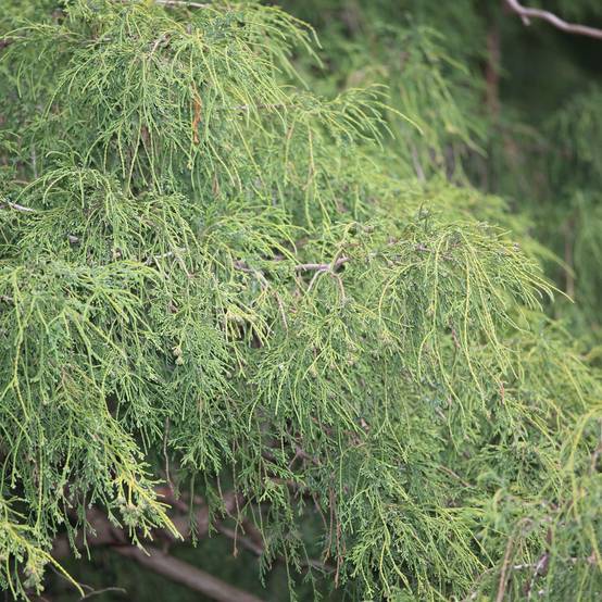Cyprès Sawara - Chamaecyparis pisifera Filifera Pot de 2L/3L - Image 1