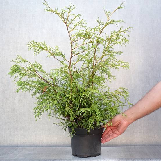 Cyprès Sawara - Chamaecyparis pisifera Filifera Pot de 2L/3L - Image 2