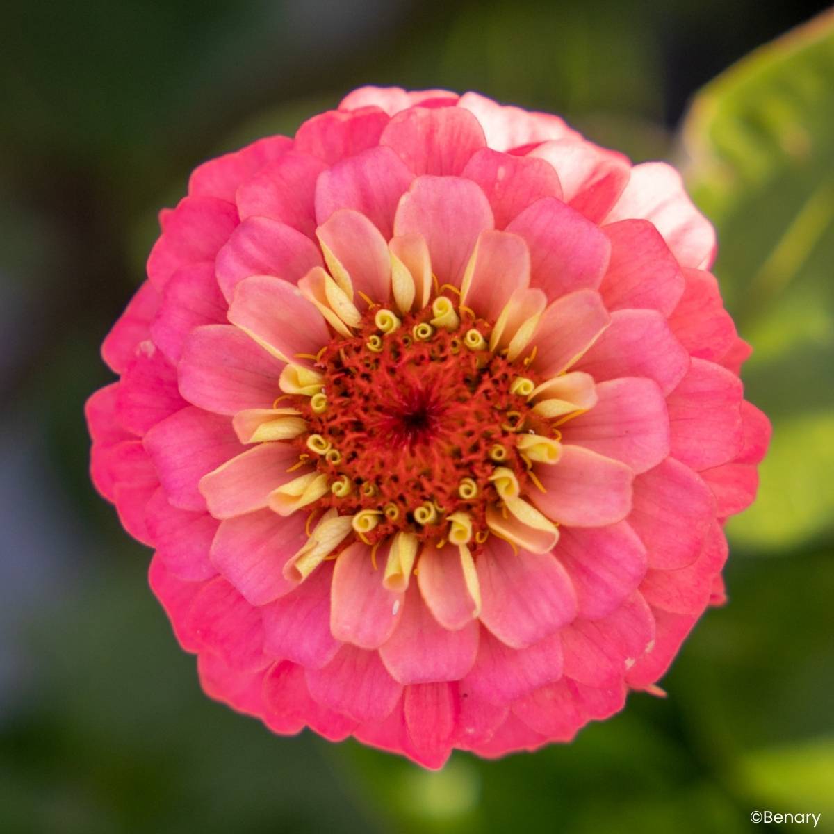 Promesse de Fleurs - Graines de Zinnia elegans Lilliput Oklahoma Salmon le sachet de 30 graines environ