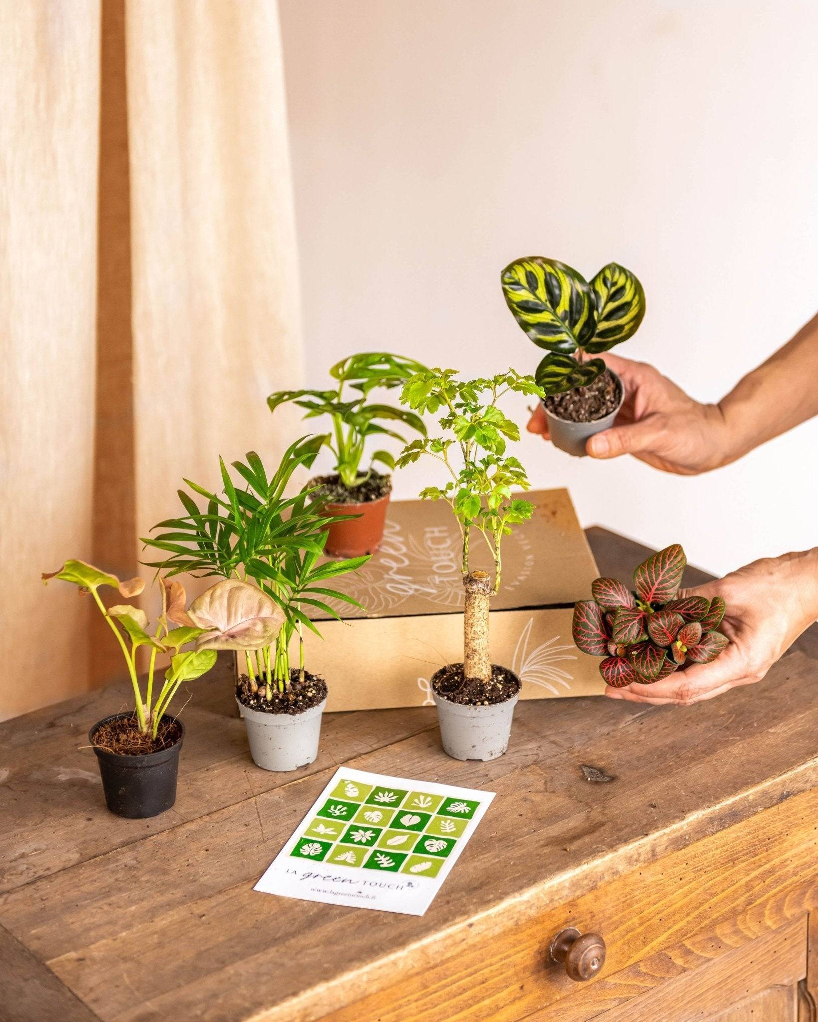 La Green Touch - Coffret baby plantes 27cm - Plante d'intérieur- La Green Touch - Imagen 1