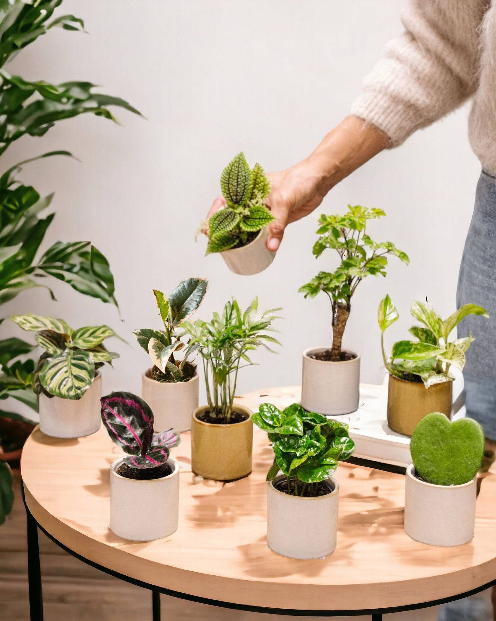 La Green Touch - Coffret baby plantes 27cm - Plante d'intérieur- La Green Touch - Imagen 2