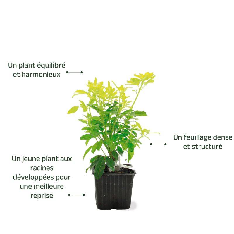 Oranger du Mexique 'Sundance' (Choisya ternata 'Sundance') - Godet - Taille 13/25cm - Pépinières Naudet - Imagen 3