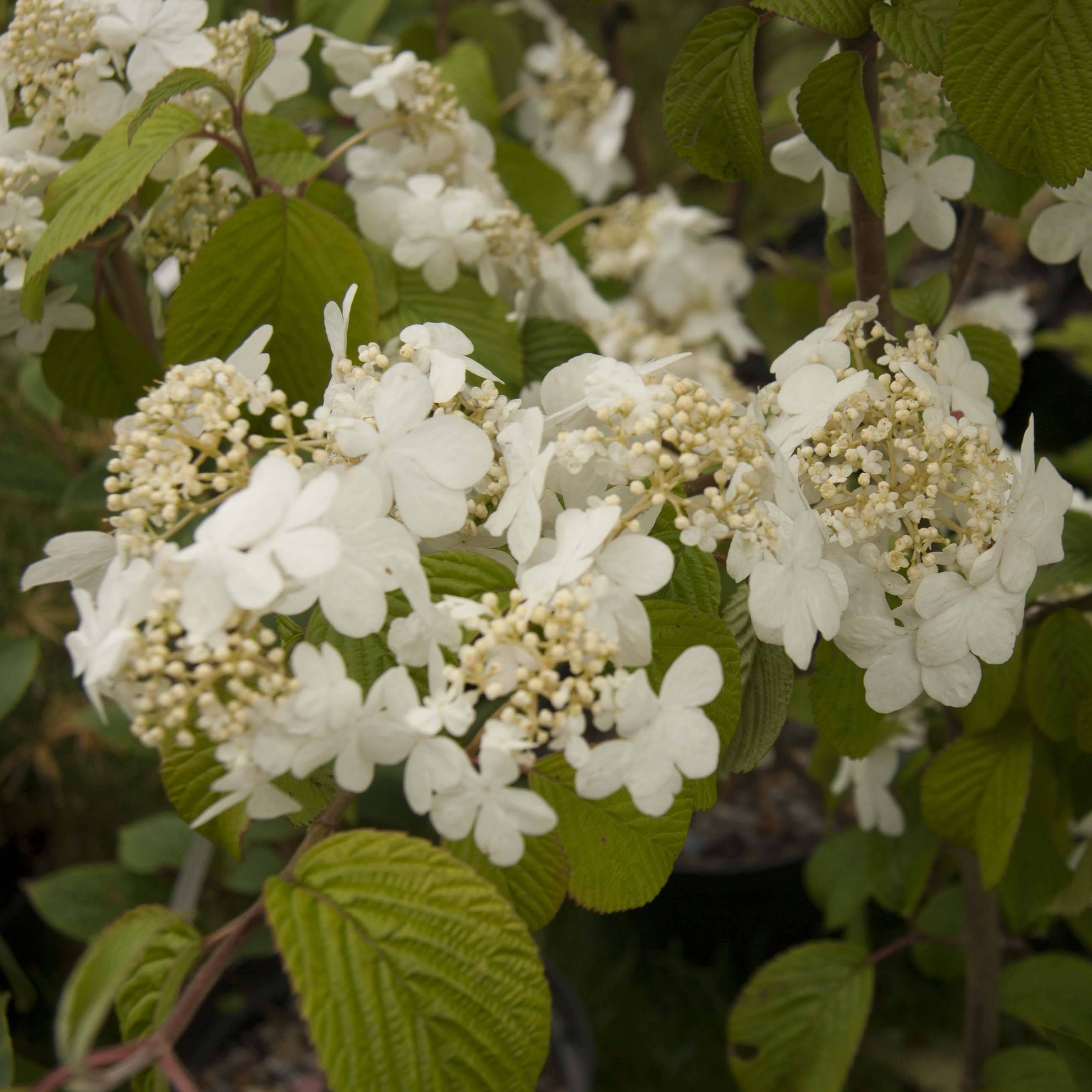 Viorne de Chine - Viburnum plicatum Shasta Pot de 3L/4L - Image 1