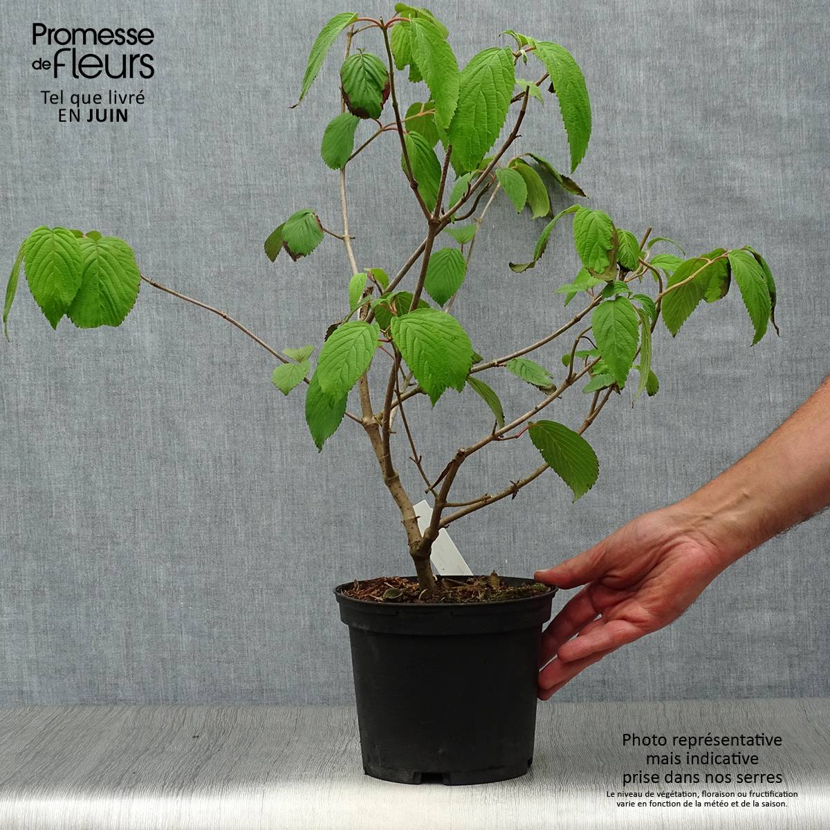 Viorne de Chine - Viburnum plicatum Shasta Pot de 3L/4L - Image 2