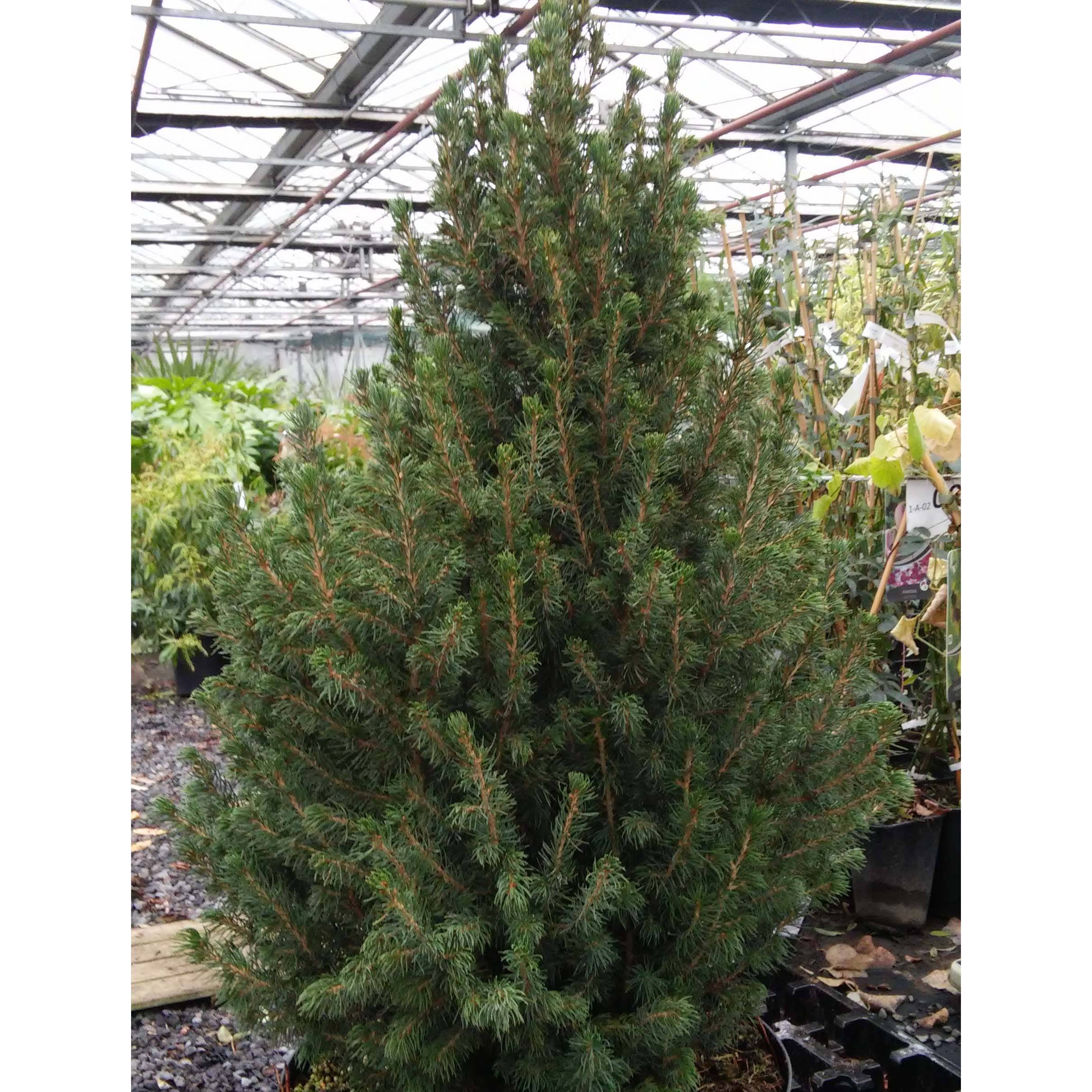 Picea glauca December - Épinette blanche  Pot de 3L/4L - Image 1