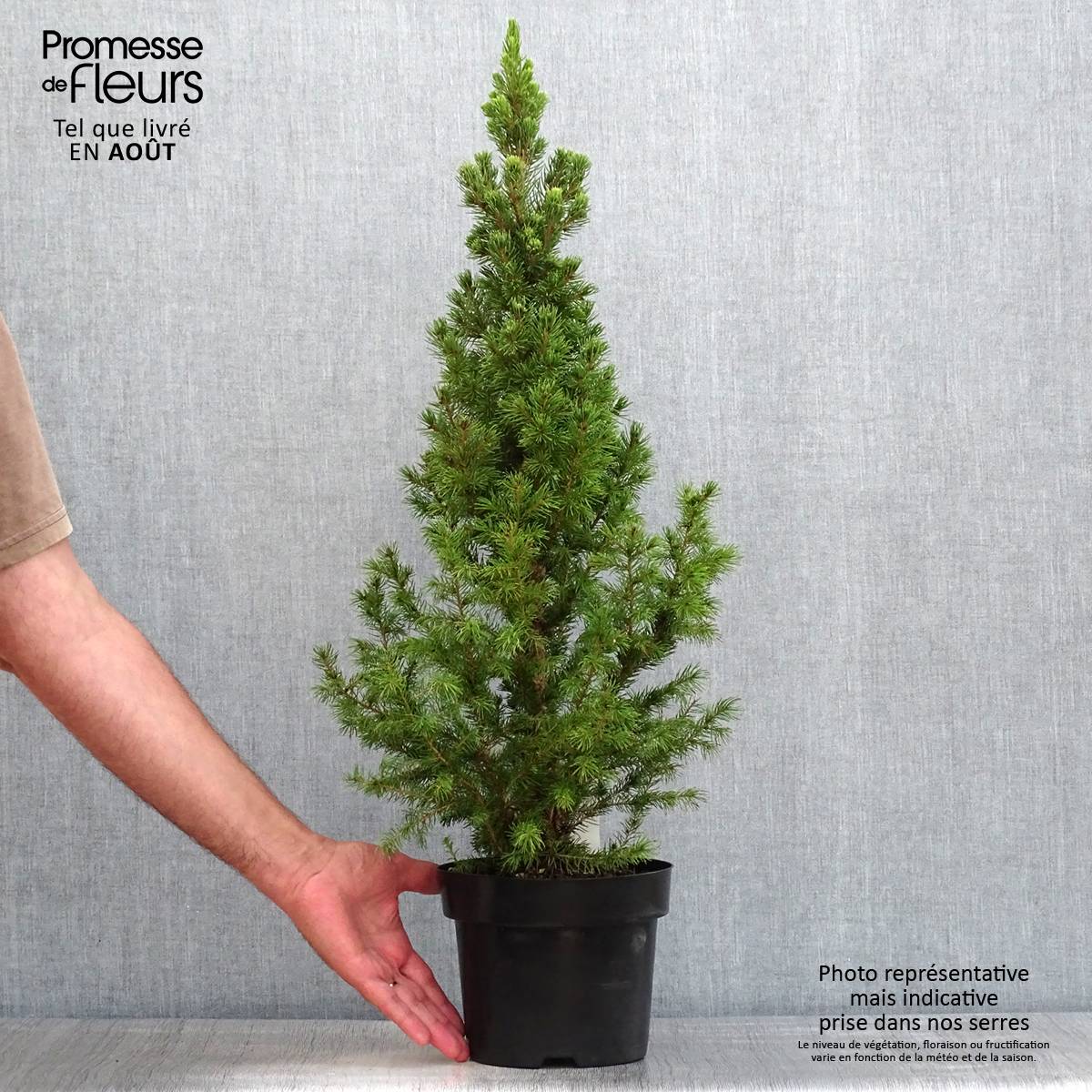 Picea glauca December - Épinette blanche  Pot de 3L/4L - Image 2