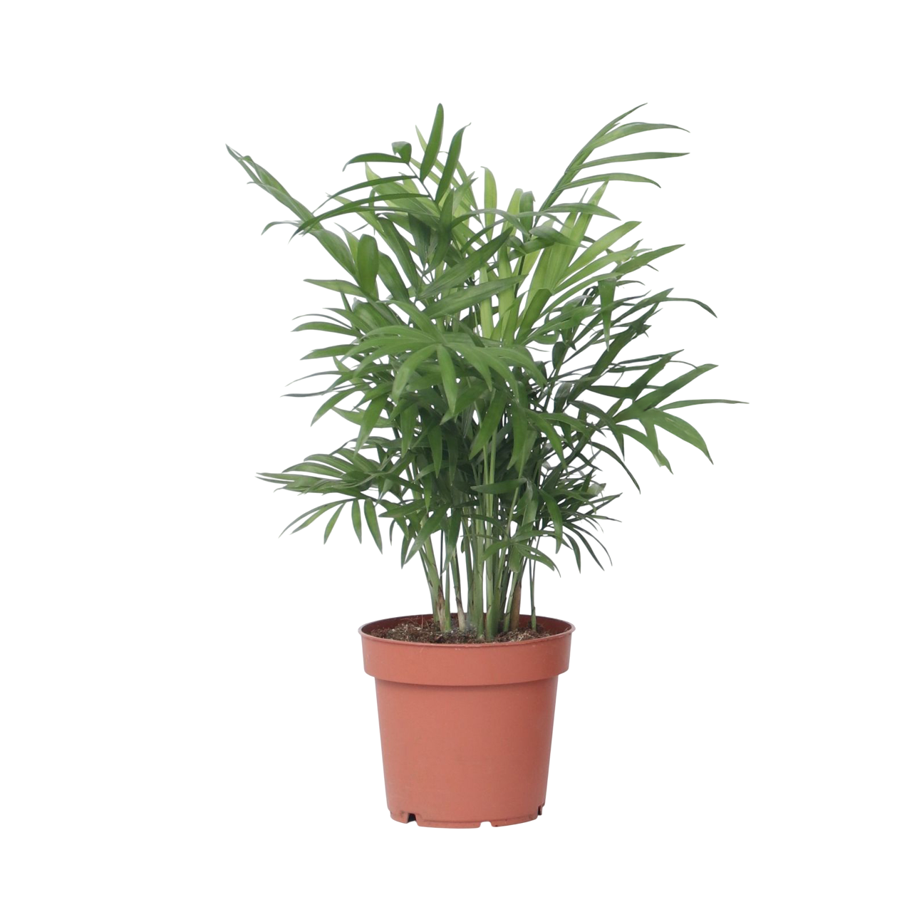 Plant In A Box - Palmier de salon - Chamaedorea elegans - Hauteur 30-40cm - ⌀12cm - Image 1