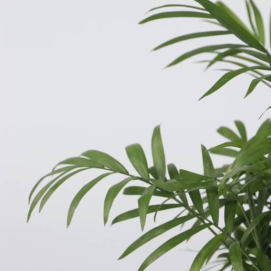 Plant In A Box - Palmier de salon - Chamaedorea elegans - Hauteur 30-40cm - ⌀12cm - Image 3