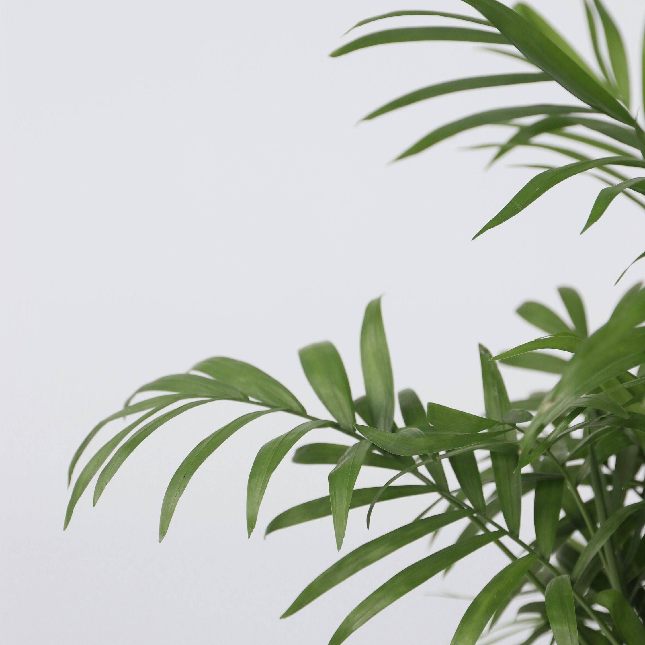 Plant In A Box - Palmier de salon - Chamaedorea elegans - Hauteur 30-40cm - ⌀12cm - Image 3