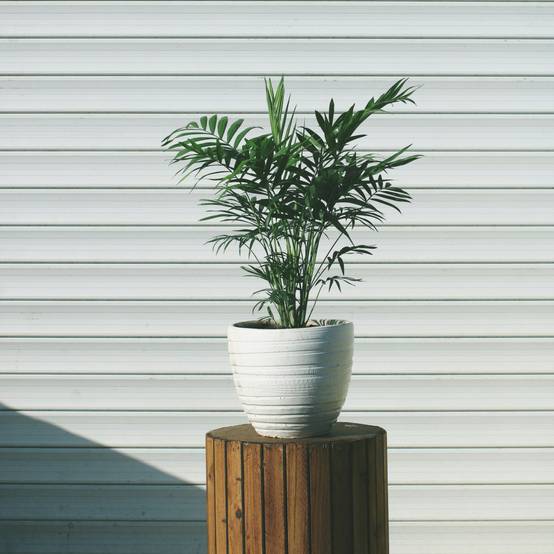 Plant In A Box - Palmier de salon - Chamaedorea elegans - Hauteur 30-40cm - ⌀12cm - Image 2
