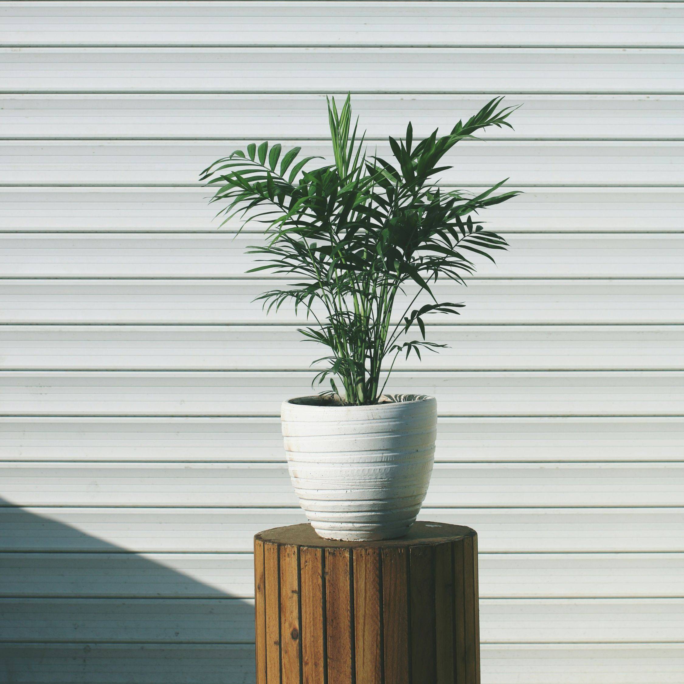 Plant In A Box - Palmier de salon - Chamaedorea elegans - Hauteur 30-40cm - ⌀12cm - Image 2