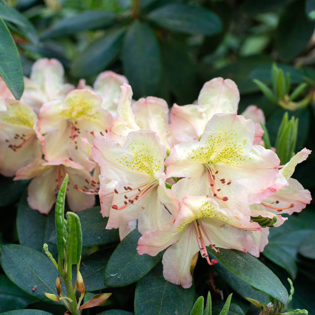 Rhododendron hybride Easydendron INKARHO Belkanto Pot de 4L/5L - Image 1