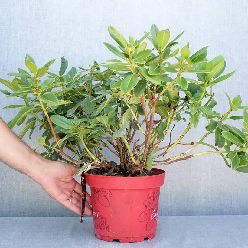 Rhododendron hybride Easydendron INKARHO Belkanto Pot de 4L/5L - Image 2