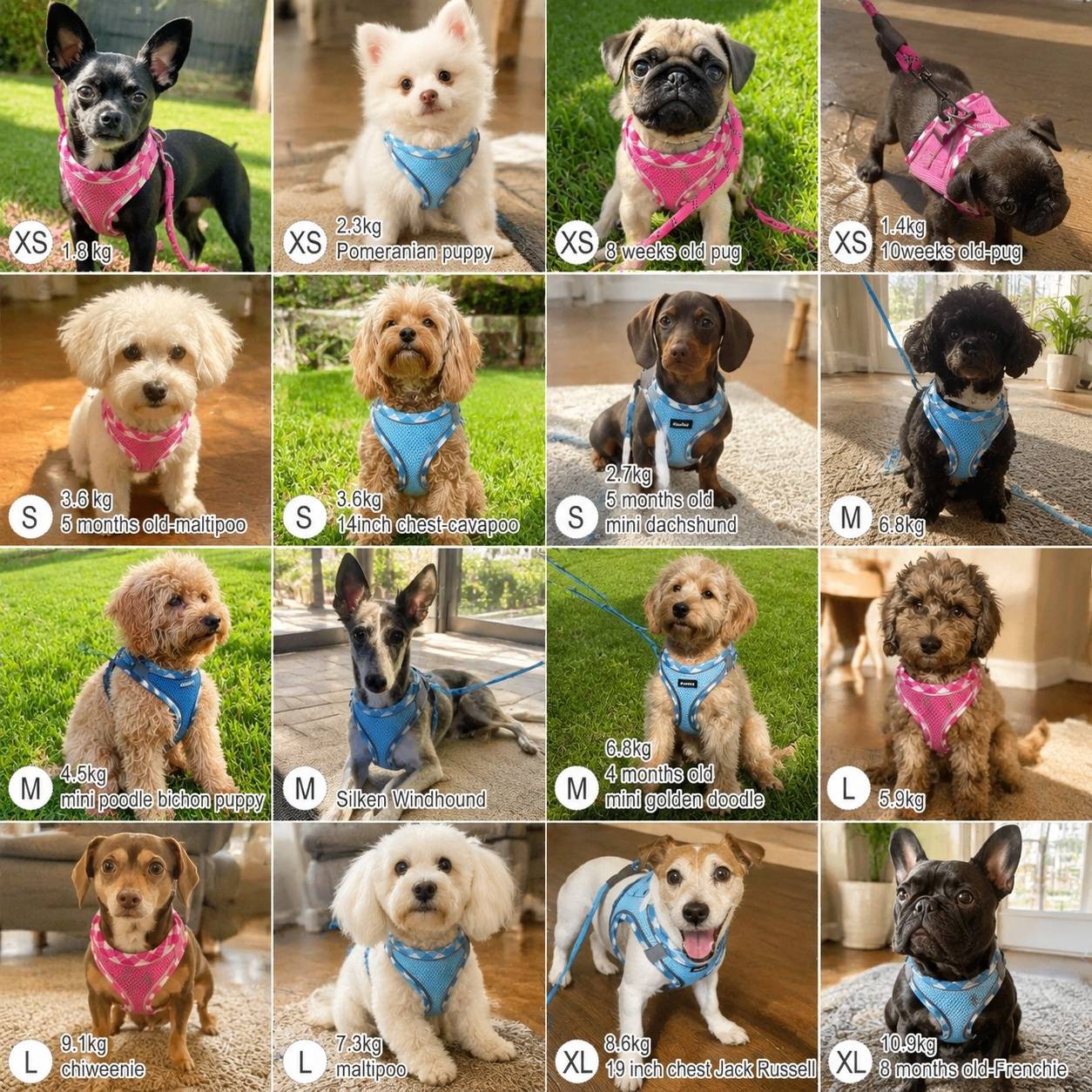 Ensemble Harnais et Laisse pour Chien Réfléchissant Respirant Rembourré Anti Traction - Image 6