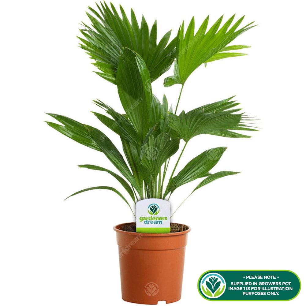 Gardenersdream - Plante Tropicale Cadeau Pour La Maison Ou Le Bureau - Palmier Livistona Plante D'Intérieur 12Cm - GardenersDream - Imagen 2