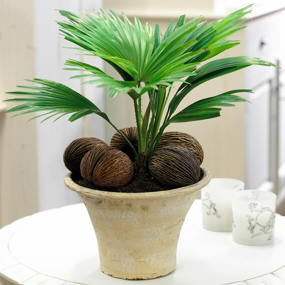 Gardenersdream - Plante Tropicale Cadeau Pour La Maison Ou Le Bureau - Palmier Livistona Plante D'Intérieur 12Cm - GardenersDream - Imagen 1