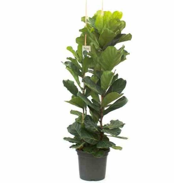 0 - Ficus lyrata (Ficus Lyre) Pot de 65L - 130/150cm - Image 3