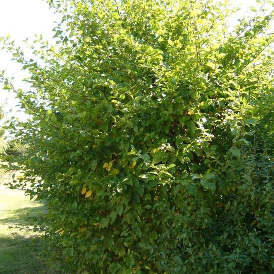 Charme commun, Charmille, Carpinus - Pot de 3L - 20/40 cm - Image 1