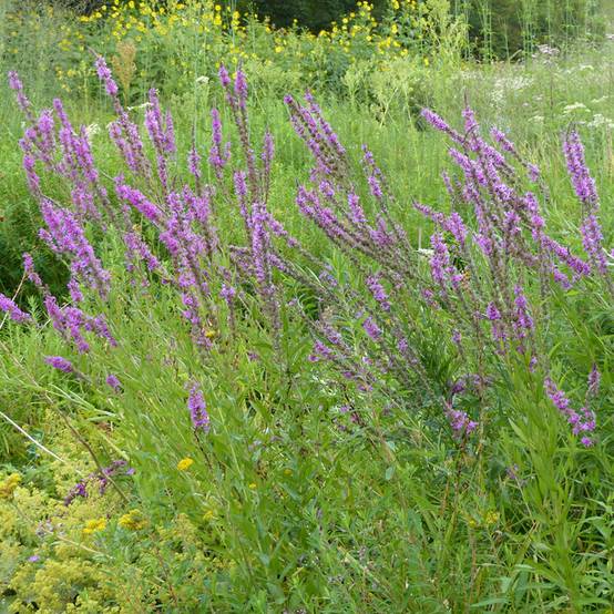 Graines de Salicaire commune - Lythrum salicaria le sachet de 17600 graines environ (0,9g)