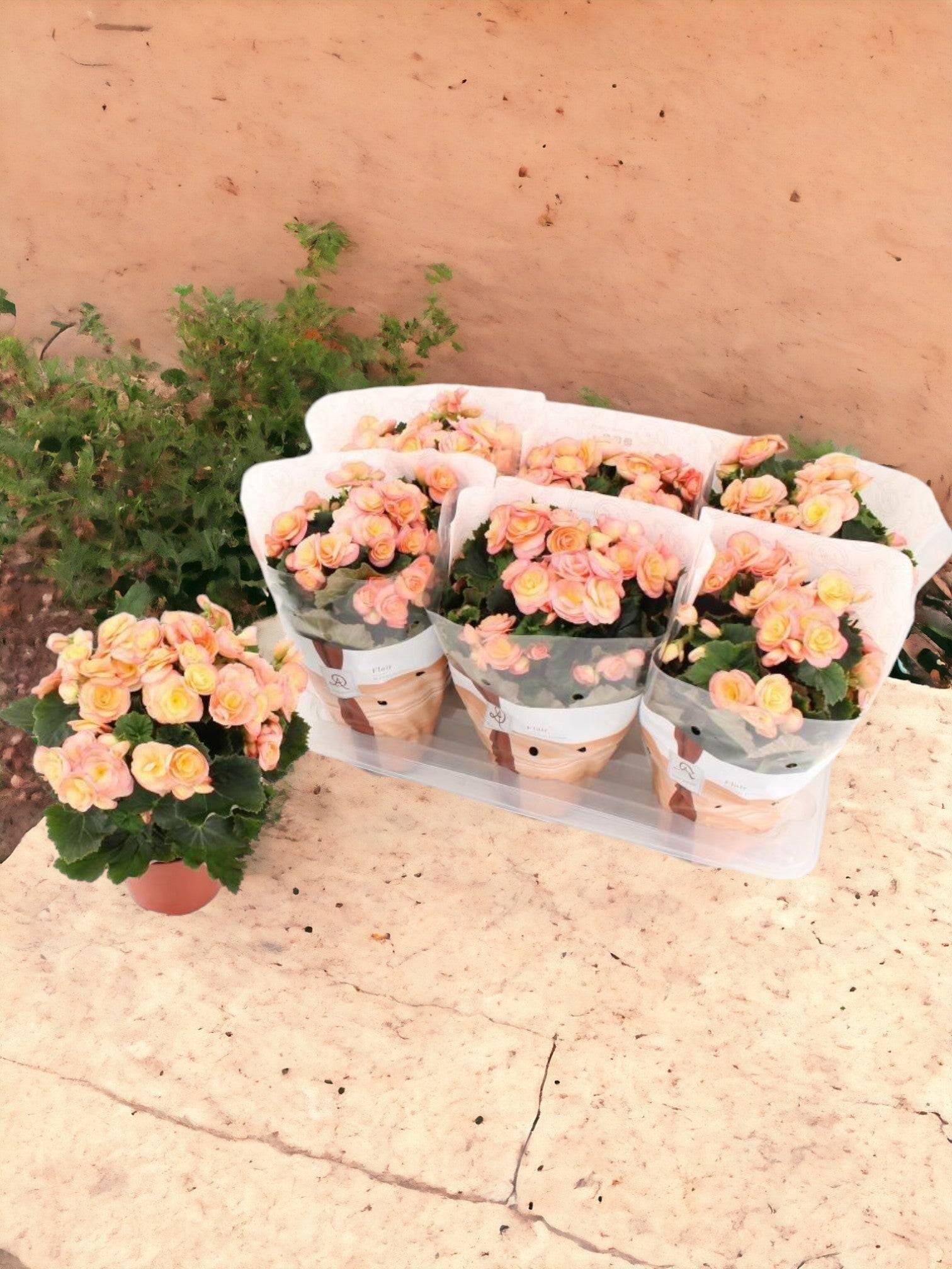 La Green Touch - Begonia sunset d14cm h31cm- La Green Touch - Imagen 1