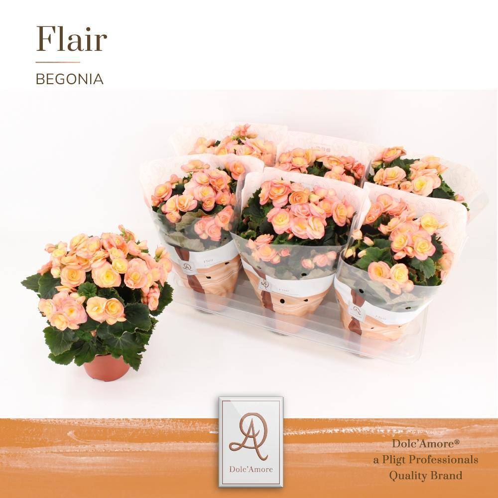 La Green Touch - Begonia sunset d14cm h31cm- La Green Touch - Imagen 2