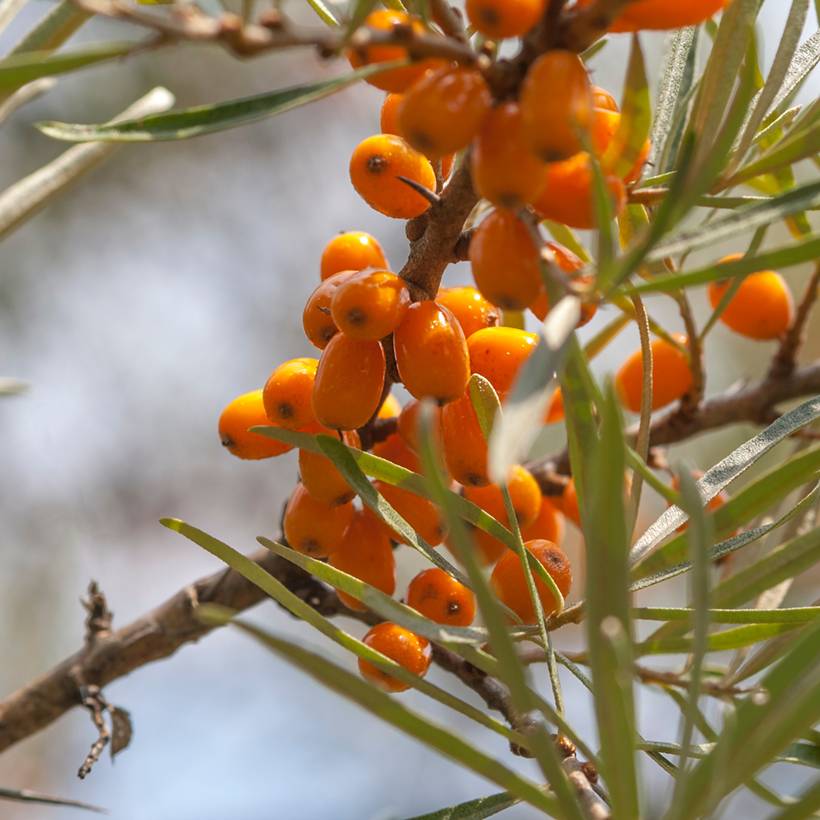 Promesse de Fleurs - Hippophae rhamnoides Frugana - Argousier femelle Pot de 4L/5L, Touffe - Image 1
