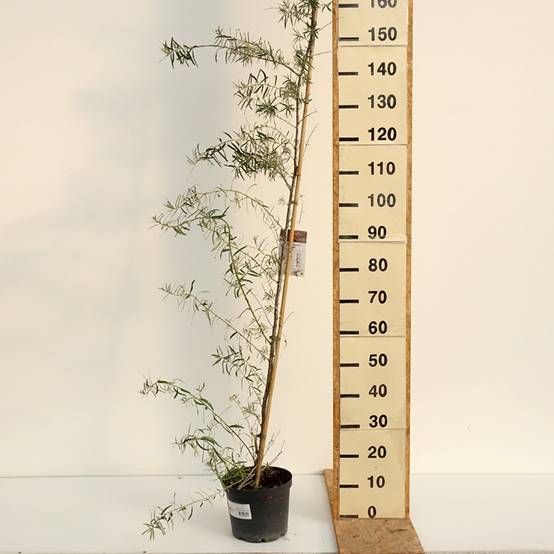 Promesse de Fleurs - Hippophae rhamnoides Frugana - Argousier femelle Pot de 4L/5L, Touffe - Image 2