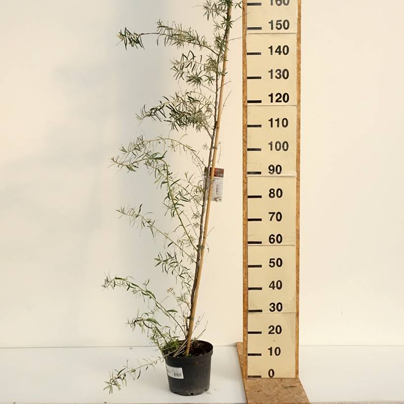 Promesse de Fleurs - Hippophae rhamnoides Frugana - Argousier femelle Pot de 4L/5L, Touffe - Image 2
