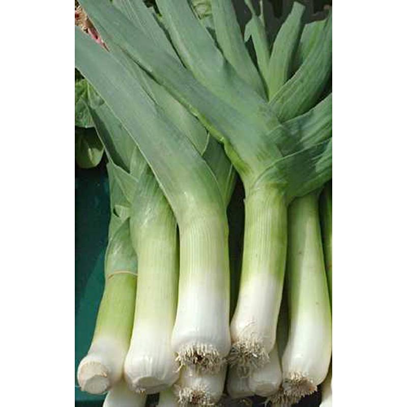 Poireau Géant Précoce - Allium porrum le sachet de 1000 graines environ (4g)