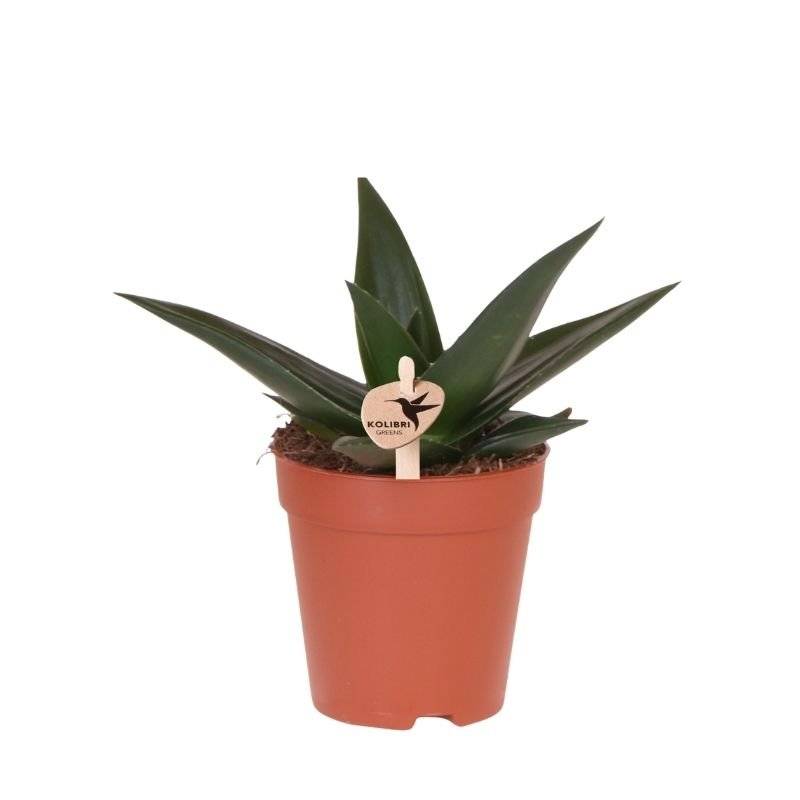 Succulente Haworthia Limifolia - Ø9cm - ↕20cm - Plantes d'intérieur - Image 1