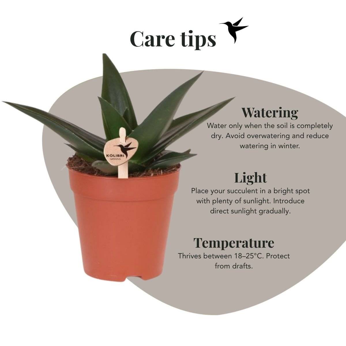 Succulente Haworthia Limifolia - Ø9cm - ↕20cm - Plantes d'intérieur - Image 2
