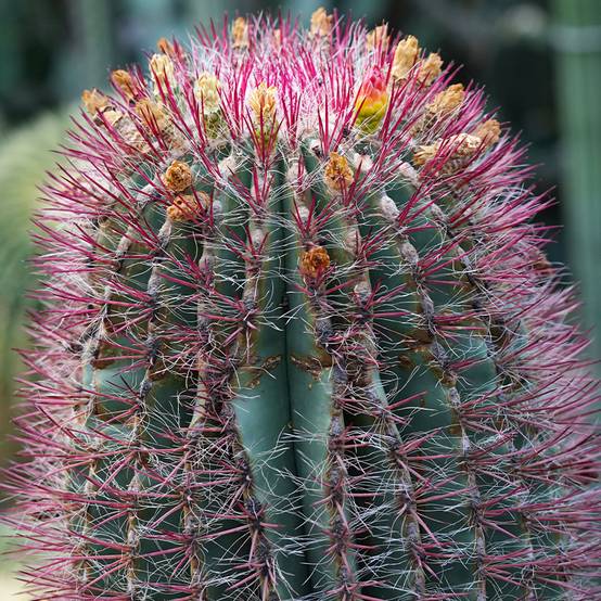 Promesse de Fleurs - Ferocactus stainesii var. pilosus - Cactus Pot de 7,5L/10L