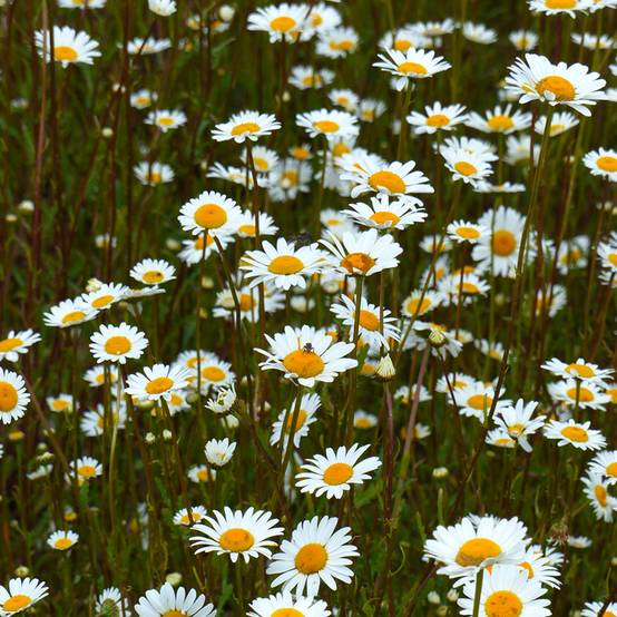 Graines de Marguerite des Prés BIO - Leucanthemum vulgare le sachet de 850 graines environ (0,5g)