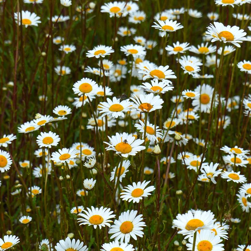 Graines de Marguerite des Prés BIO - Leucanthemum vulgare le sachet de 850 graines environ (0,5g)