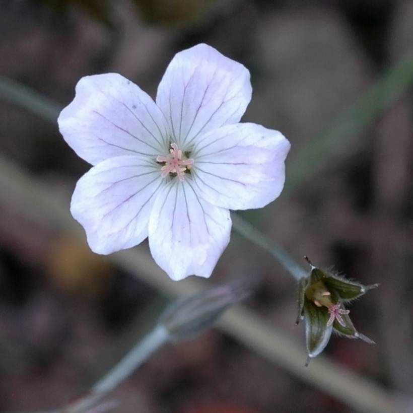 Promesse de Fleurs - Géranium vivace Rothbury Red Godet de 8/9 cm