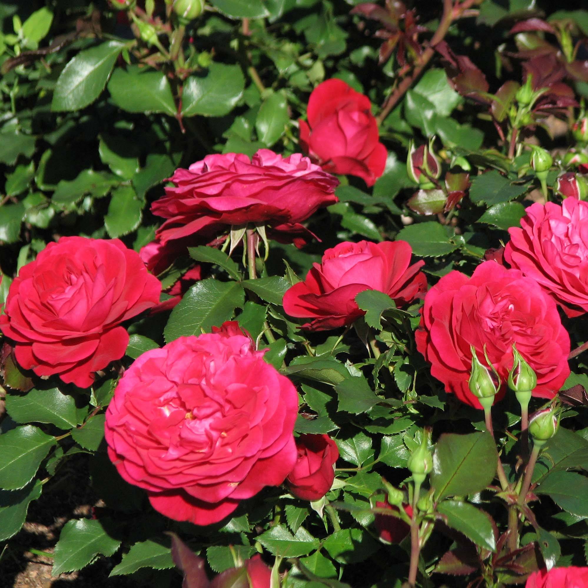 Rosier polyantha Mona Lisa  Racines nues en motte