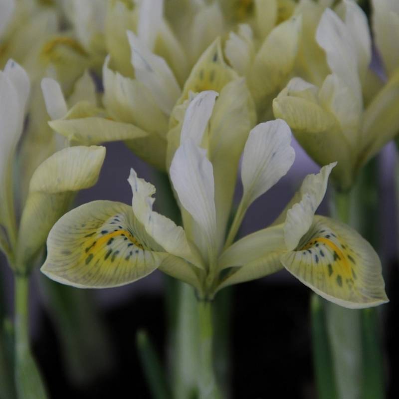 Promesse de Fleurs - Iris Katharine's Gold Bulbe calibre 6+ (par 5)