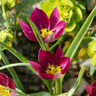 Promesse de Fleurs - Tulipe botanique humilis Odalisque (par 15)